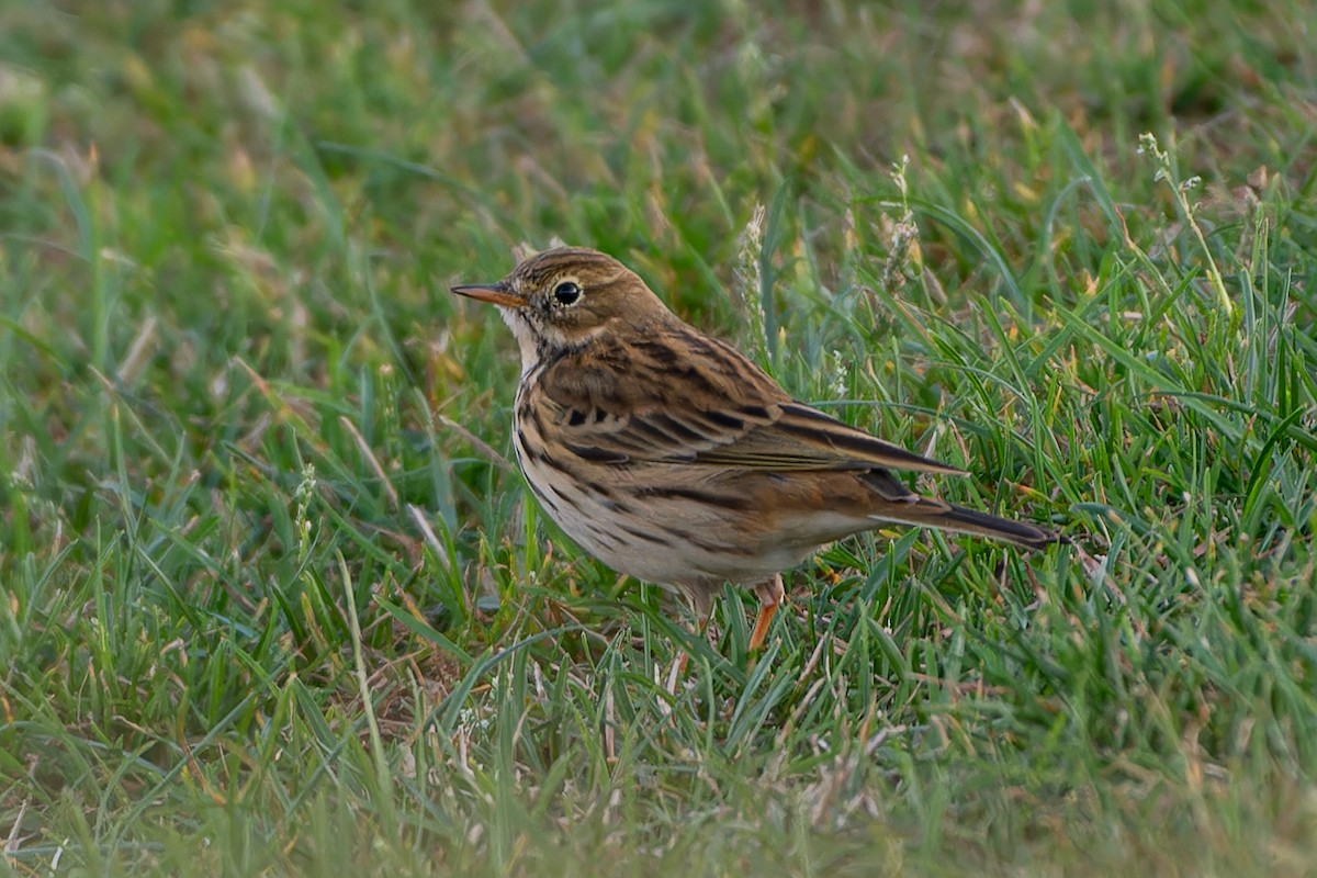 Meadow Pipit - ML611127287