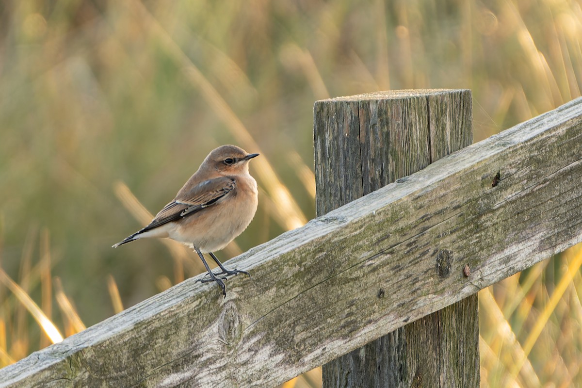 Northern Wheatear (Eurasian) - ML611127297