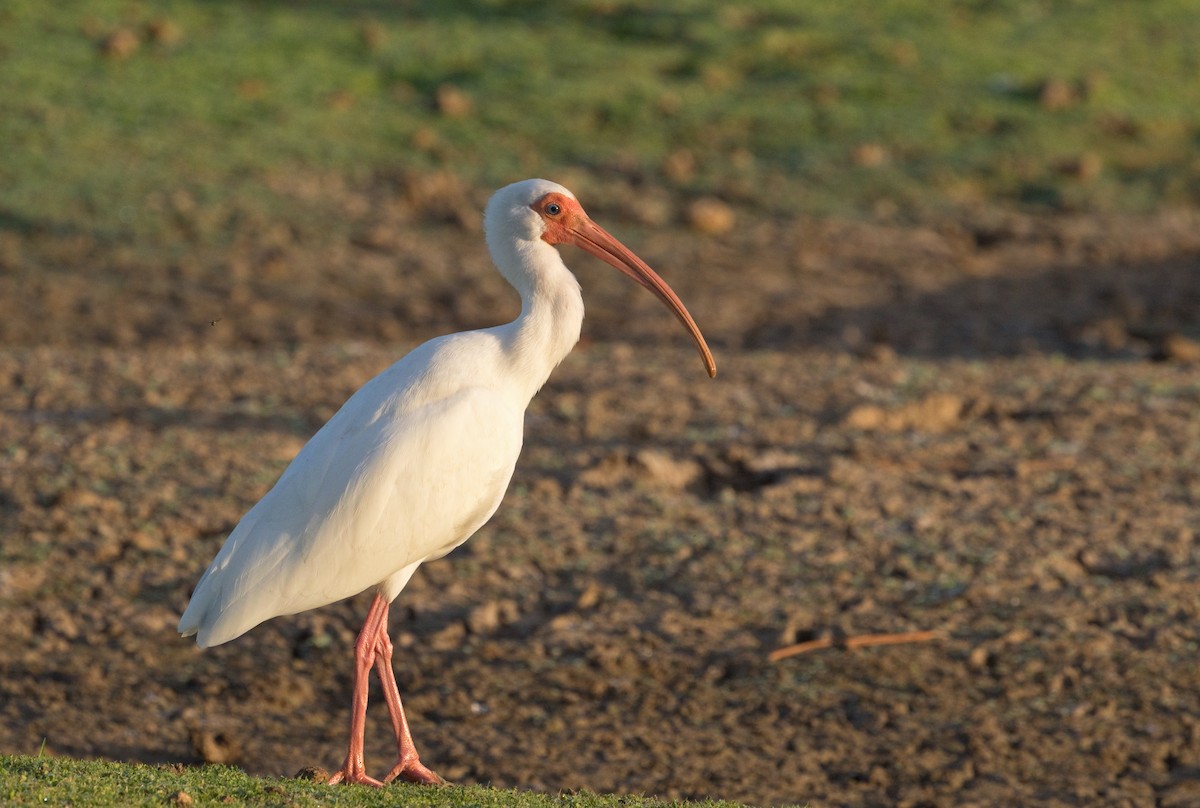 ibis bílý - ML611127316