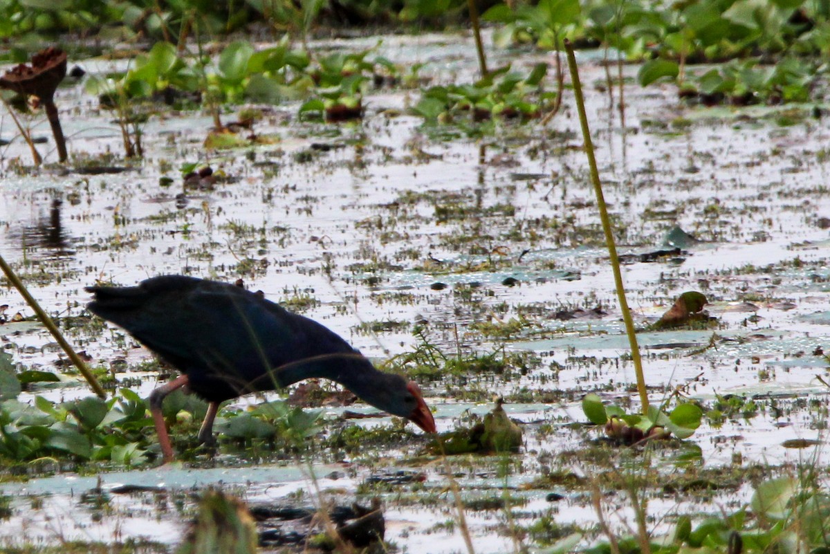 Gray-headed Swamphen - ML611127383