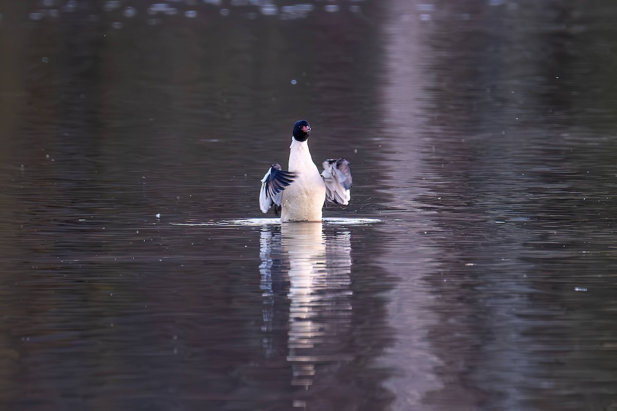 Common Merganser - ML611127461