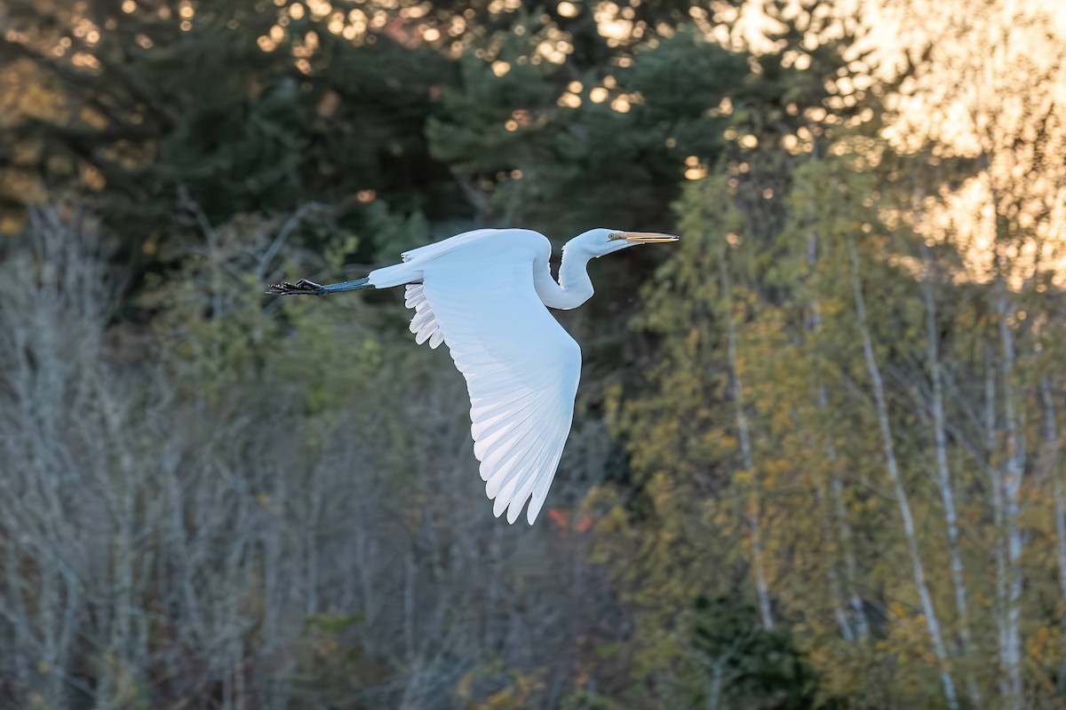 Great Egret - ML611127479