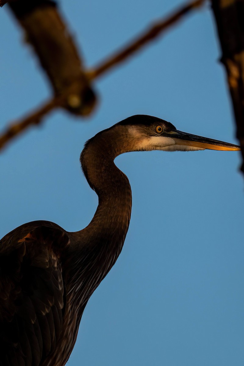 Great Blue Heron - ML611127481