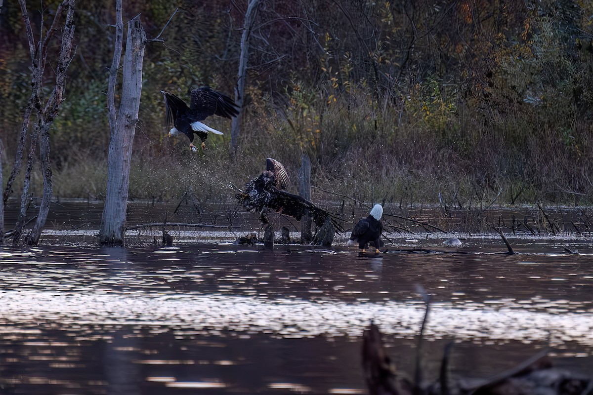 Bald Eagle - ML611127482