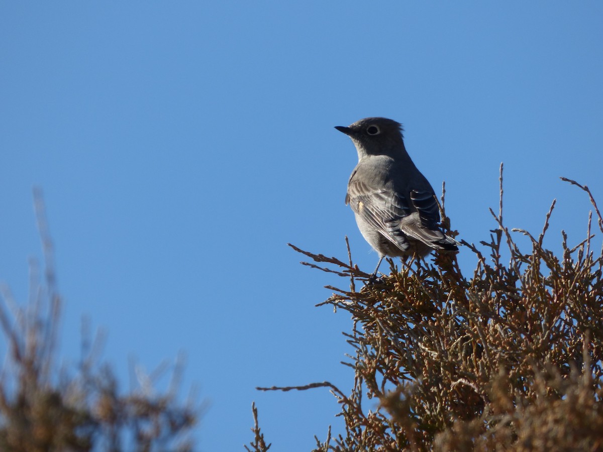 Townsend's Solitaire - ML611127508