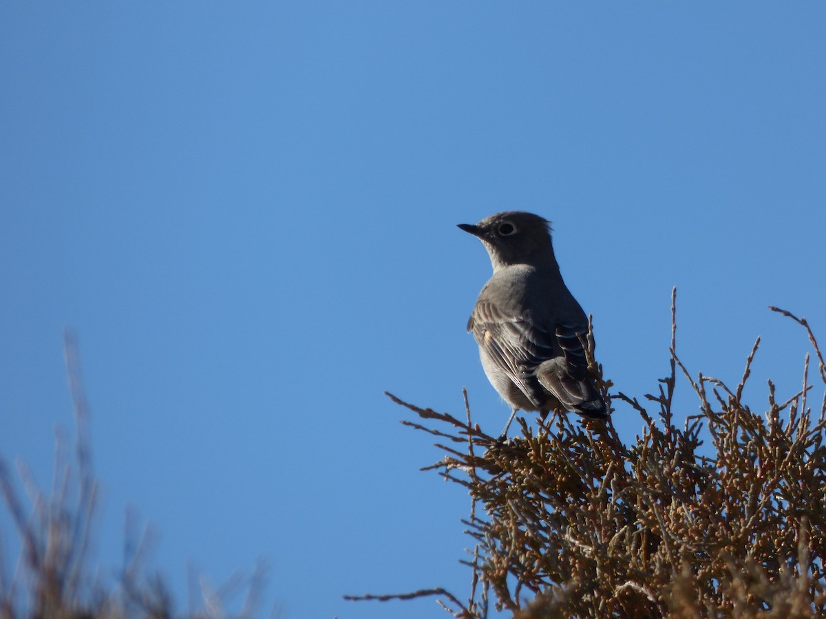 Townsend's Solitaire - ML611127509