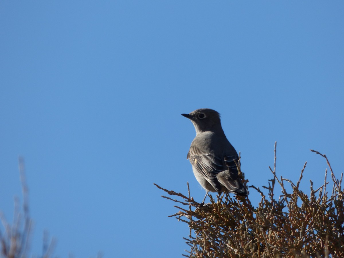 Townsend's Solitaire - ML611127510