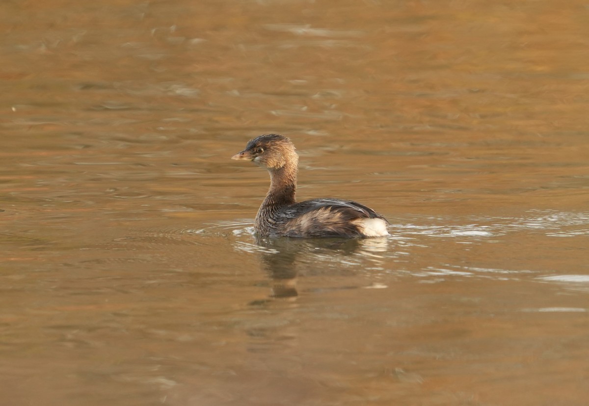 Pied-billed Grebe - Mike Flake