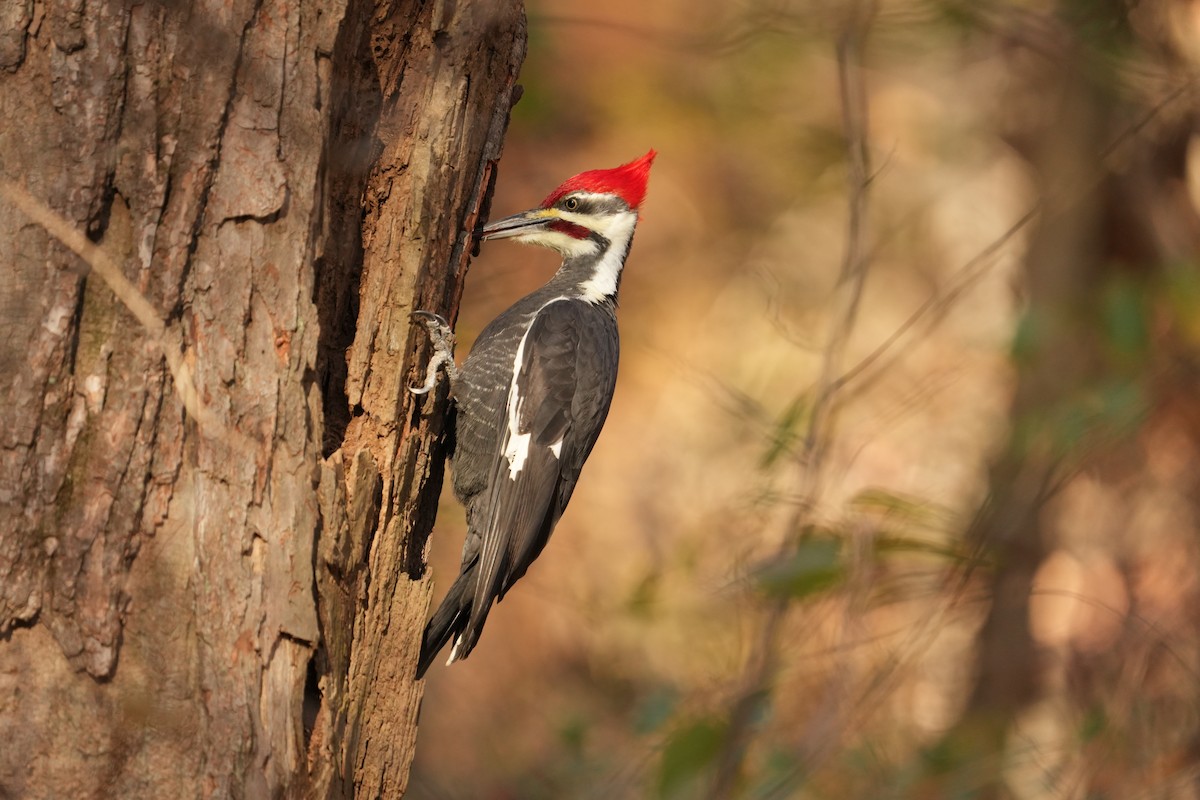 Pileated Woodpecker - ML611127665