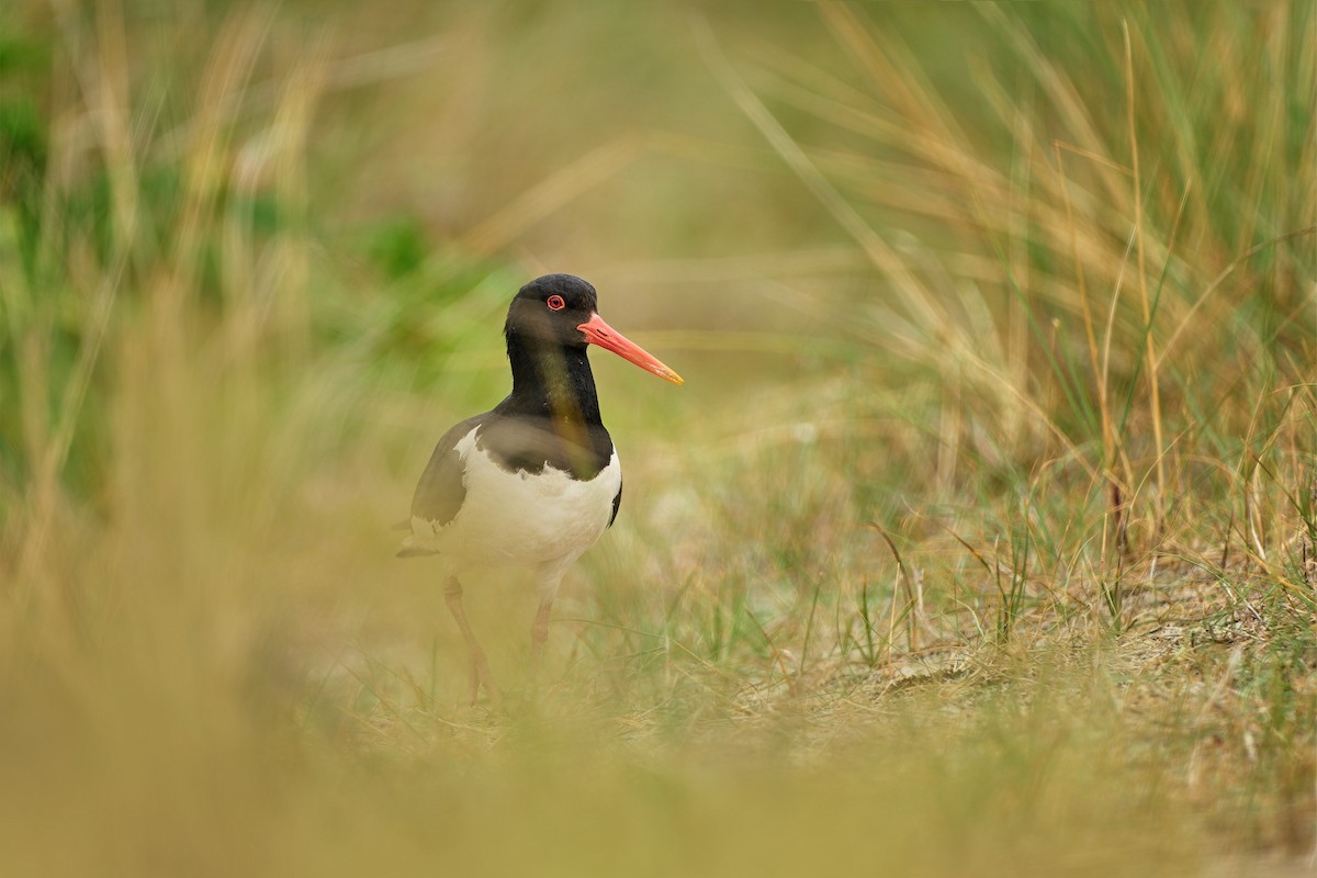 Eurasian Oystercatcher - ML611127690