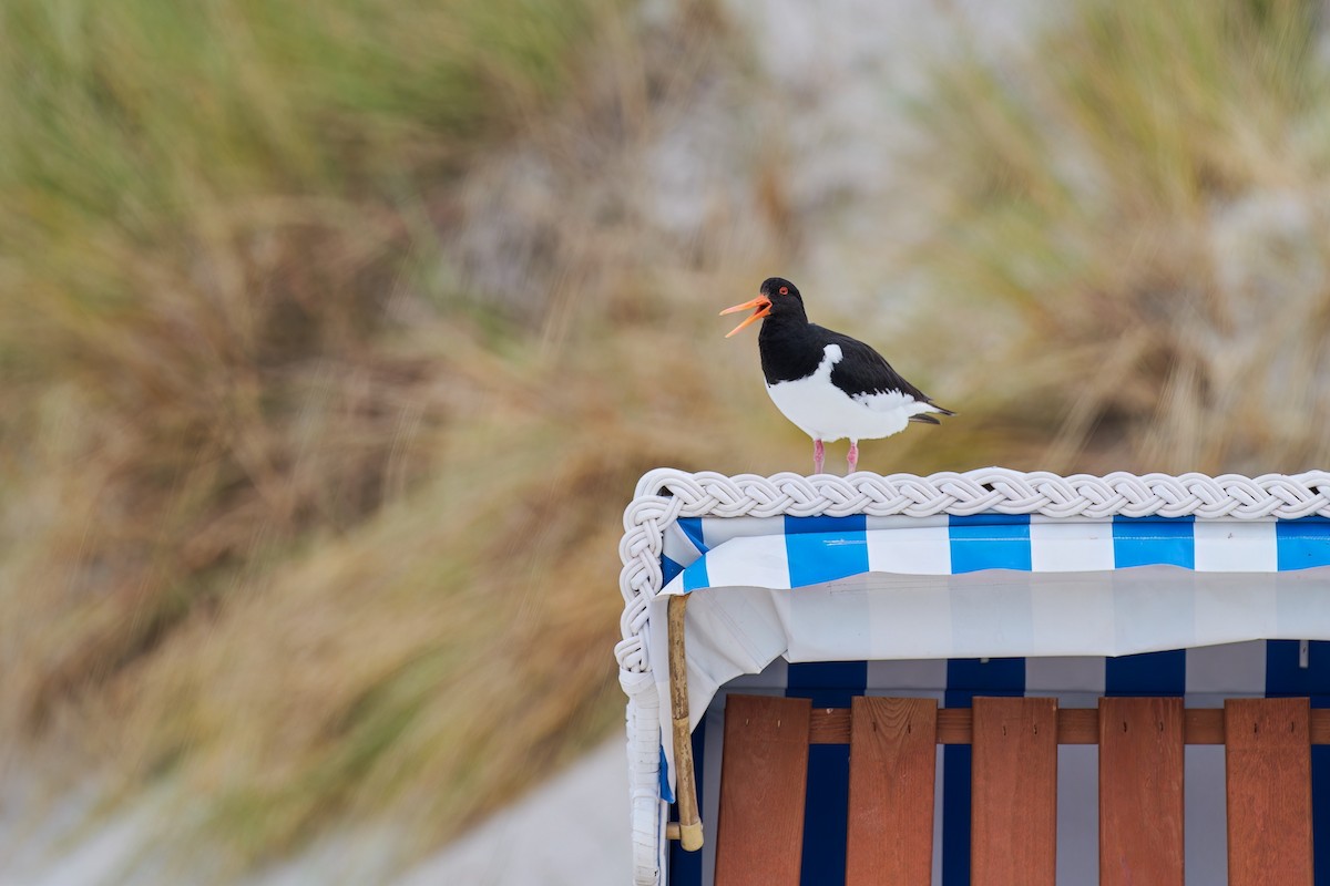 Eurasian Oystercatcher - ML611127692