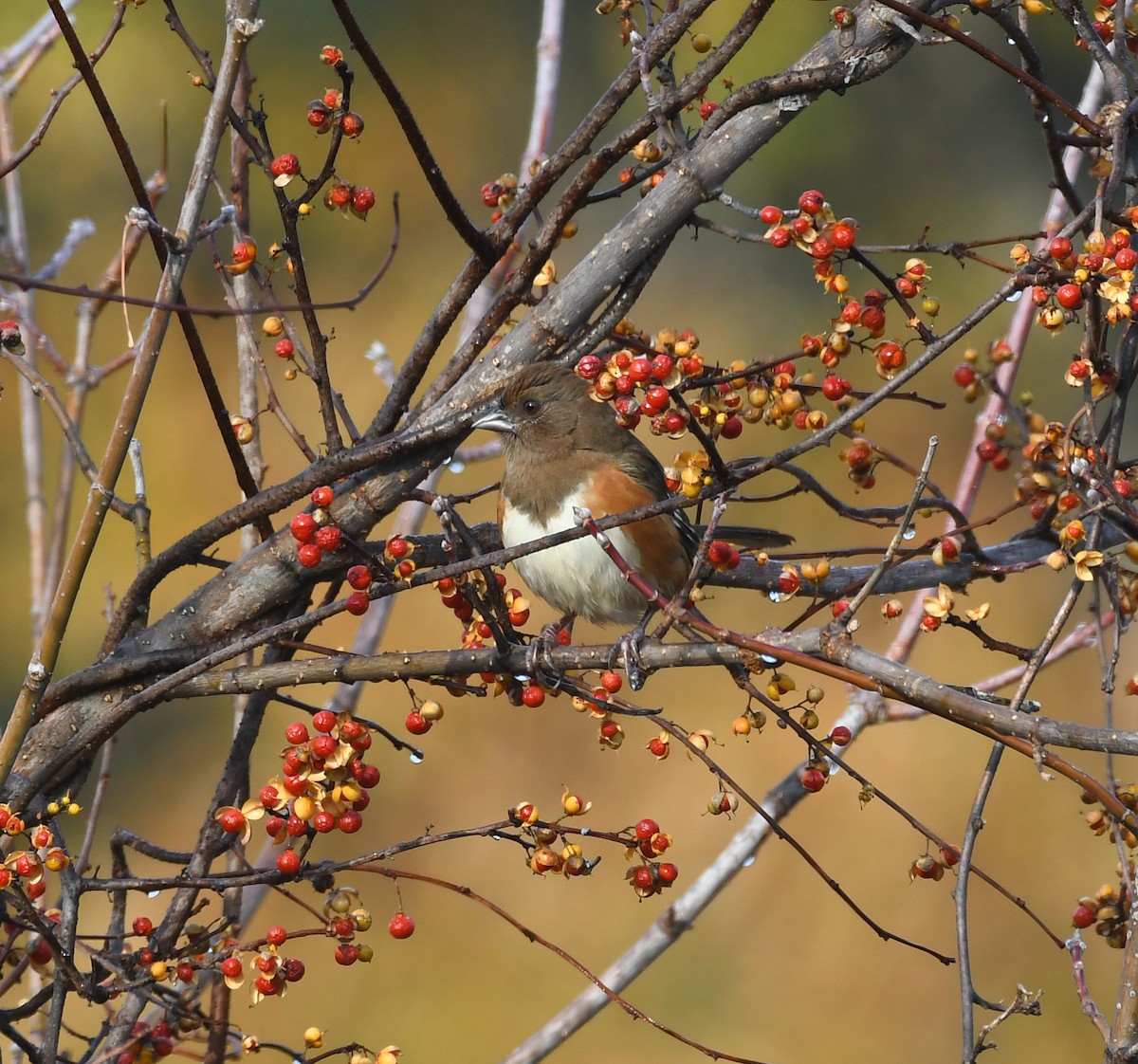 Eastern Towhee - ML611127696