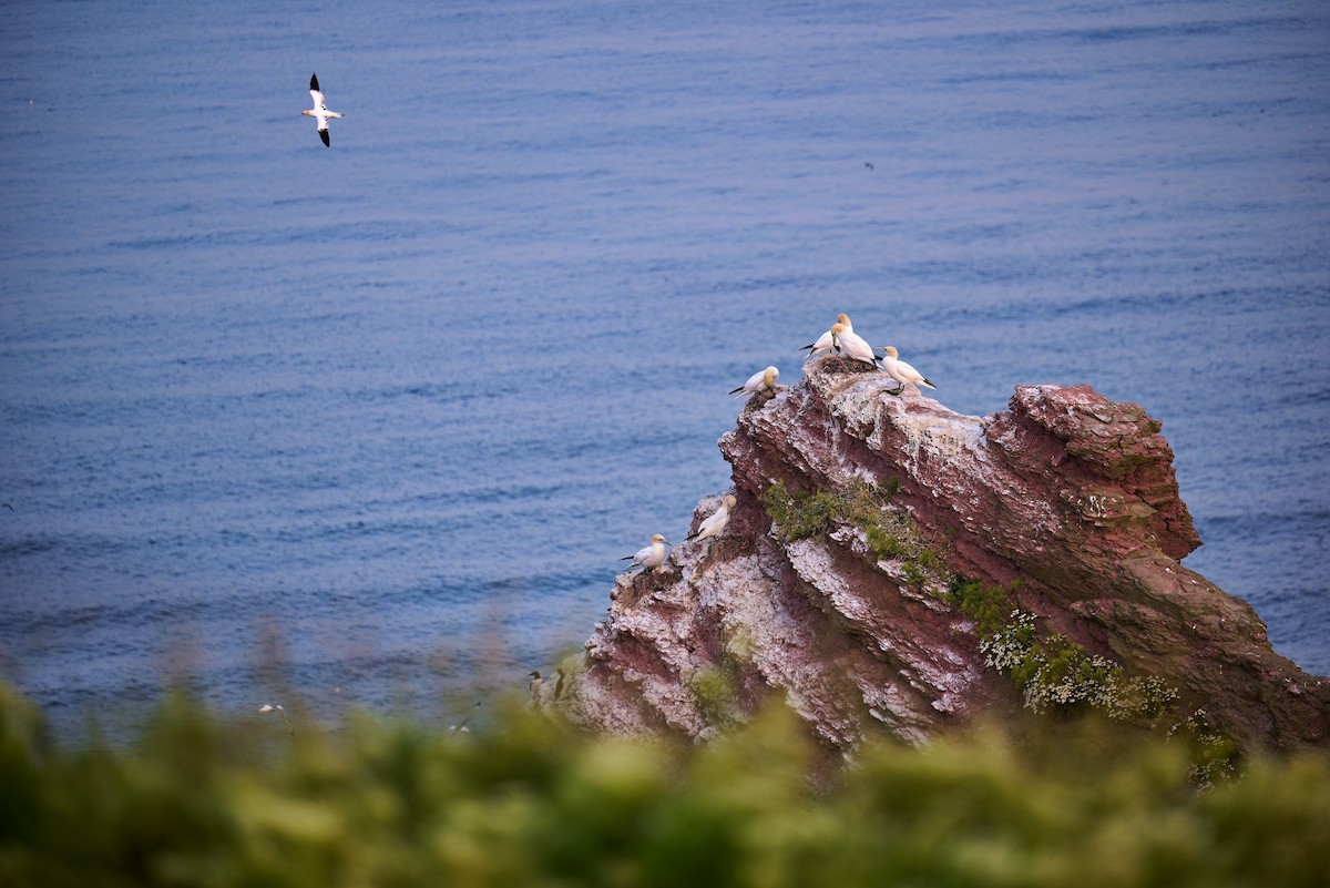 Northern Gannet - ML611127739