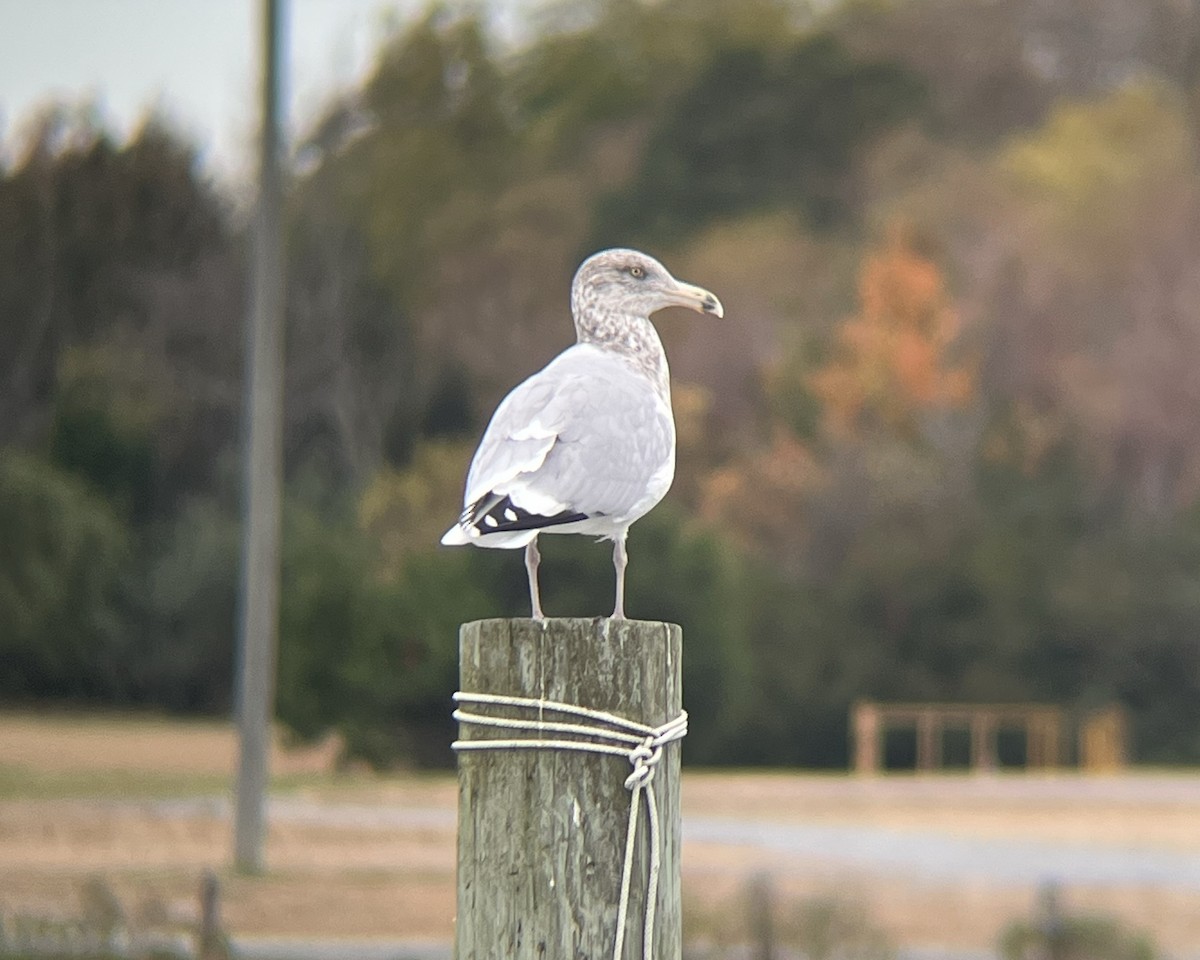 American Herring Gull - ML611127751