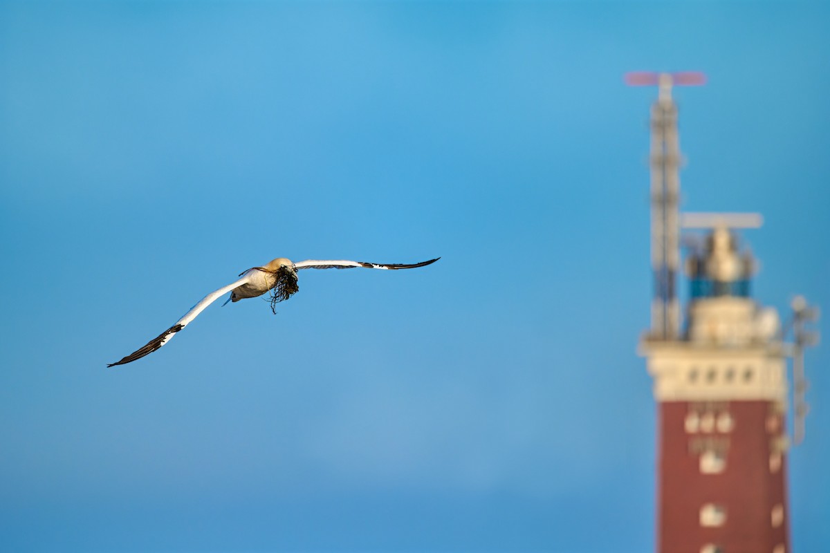 Northern Gannet - ML611127760