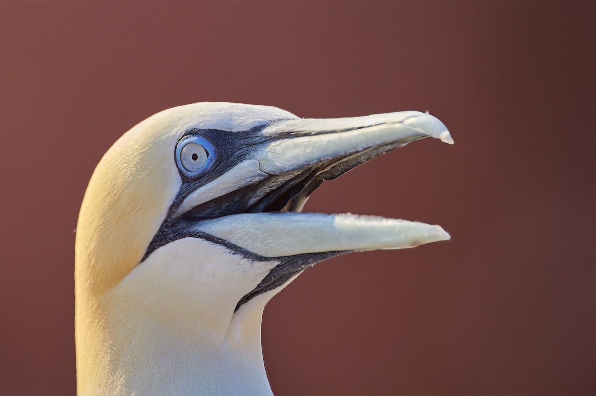 Northern Gannet - ML611127761