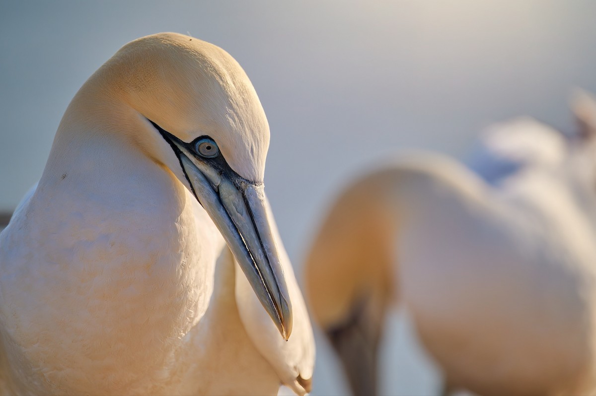 Northern Gannet - ML611127762