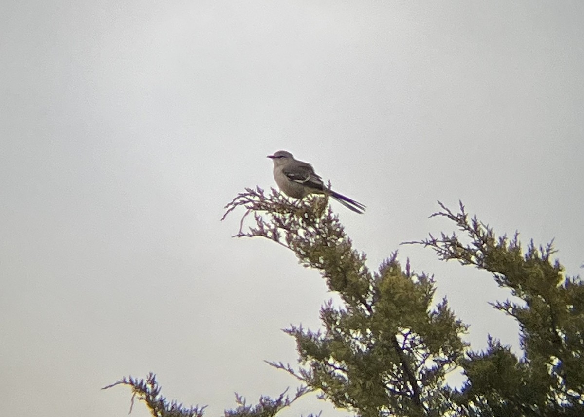 Northern Mockingbird - ML611127779