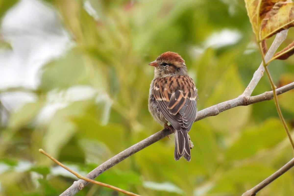 Chipping Sparrow - ML611127781