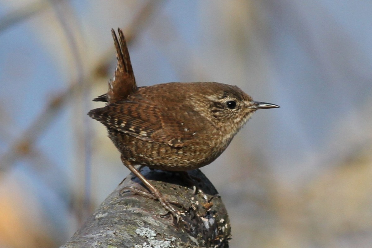 Winter Wren - ML611127782