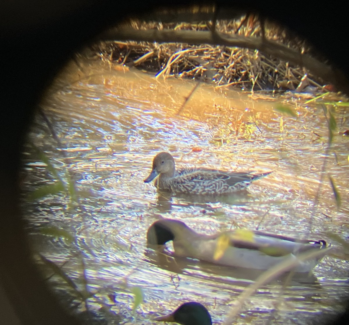 Northern Pintail - ML611127841