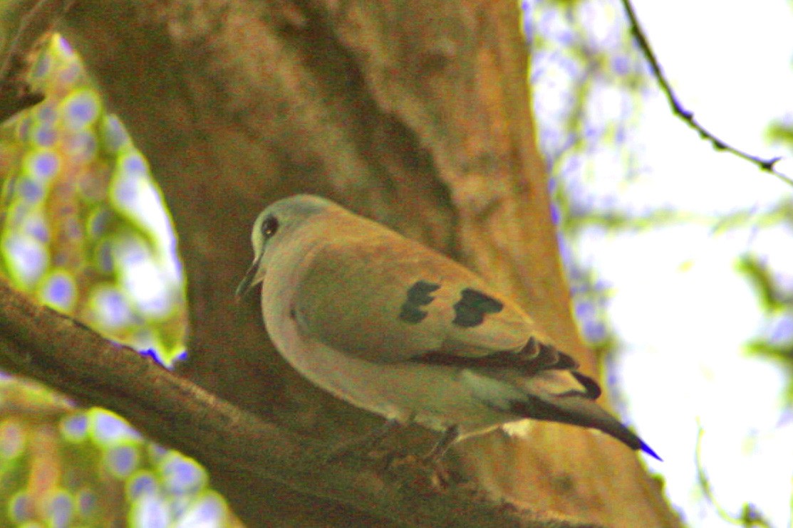 Emerald-spotted Wood-Dove - ML611127887