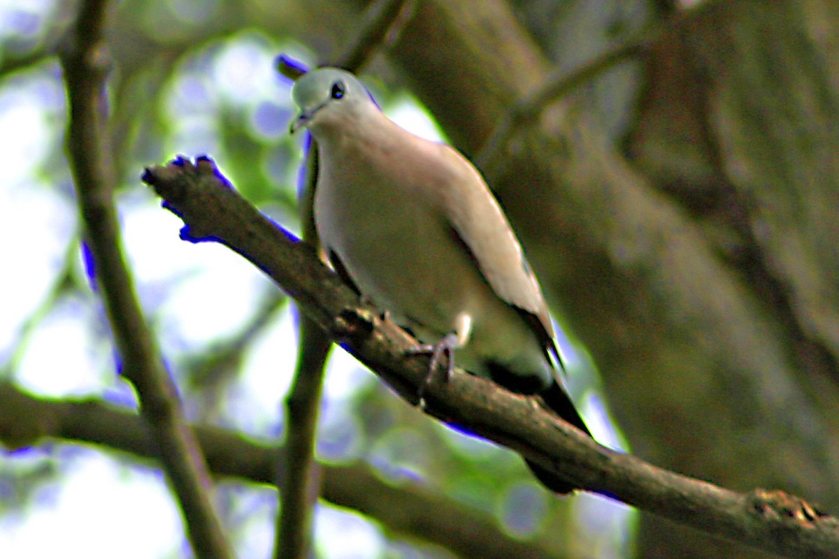 Emerald-spotted Wood-Dove - ML611127888