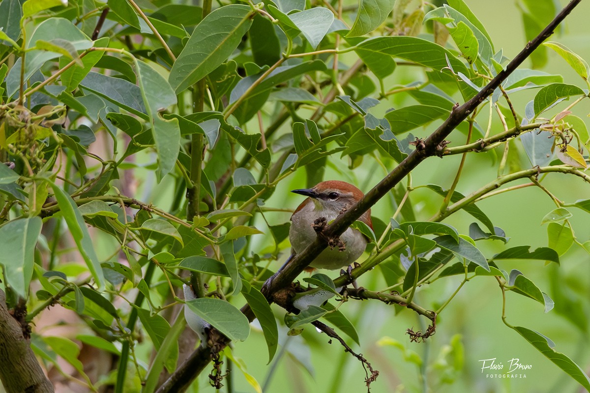 Yellow-chinned Spinetail - ML611127902