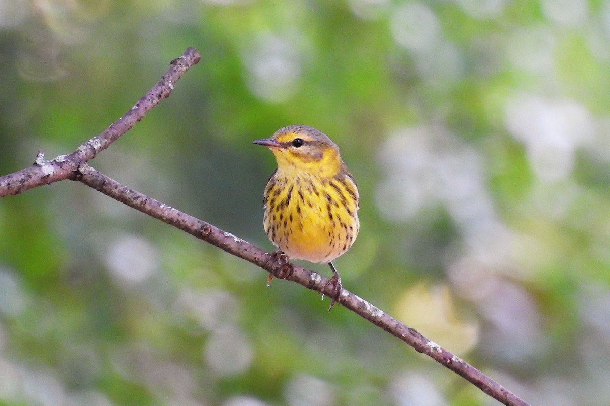 Cape May Warbler - ML611127904