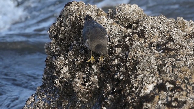 Surfbird - ML611127960