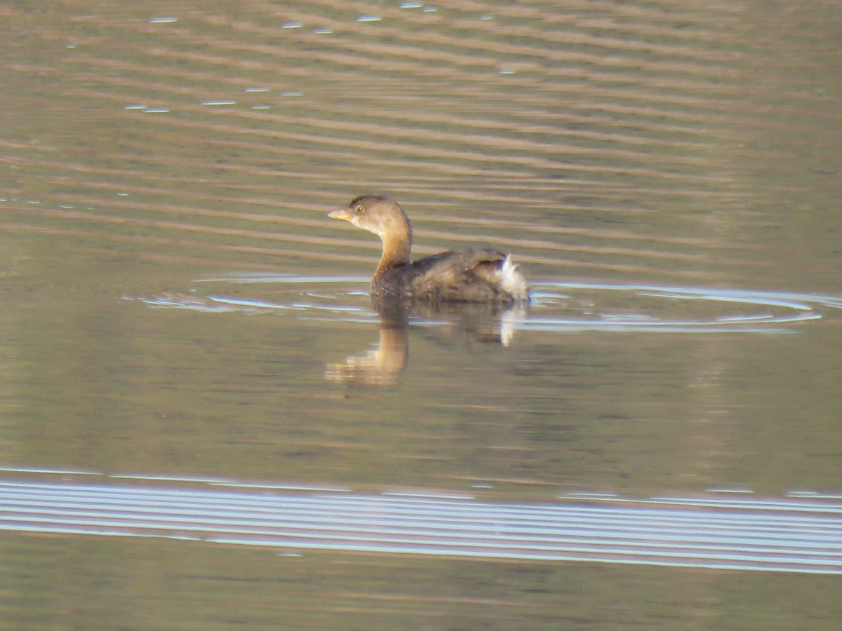 Pied-billed Grebe - ML611127975