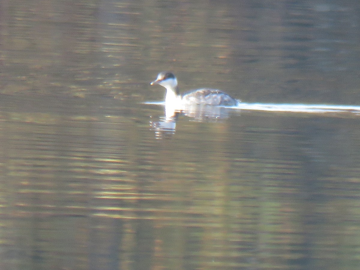 Horned Grebe - ML611127982