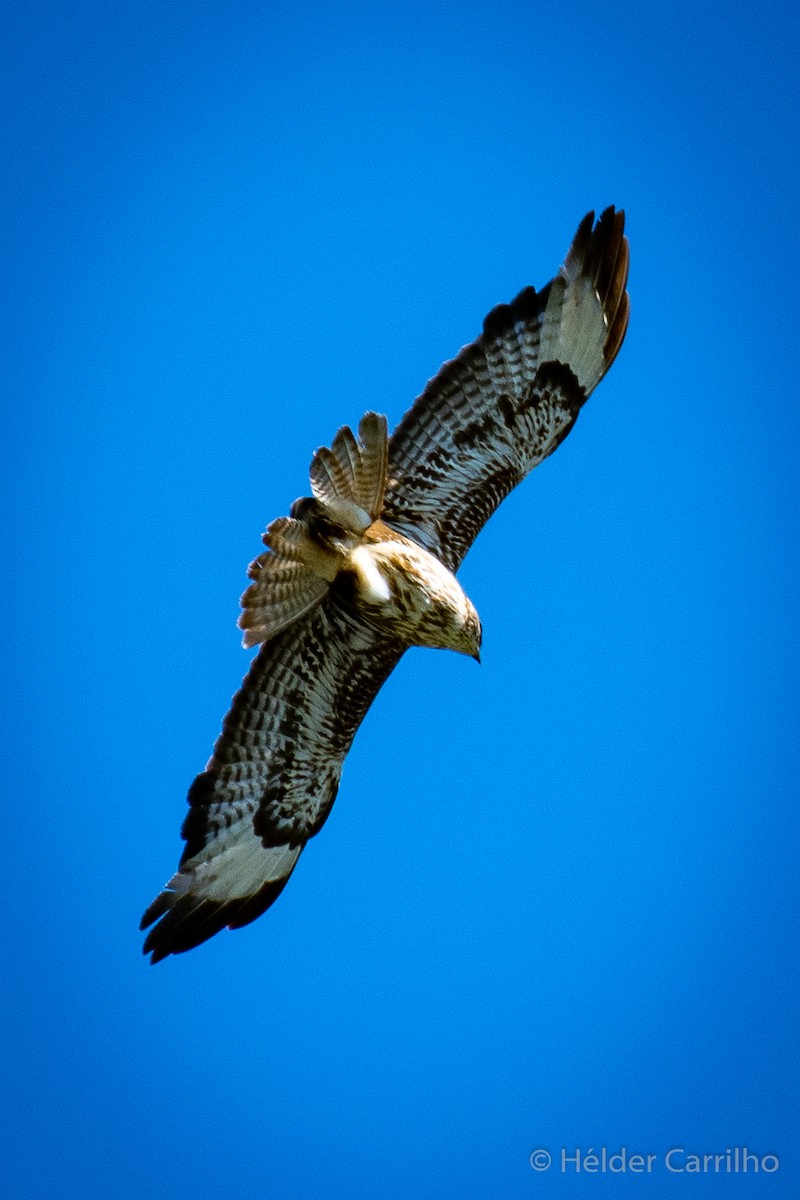 Common Buzzard - ML611128069