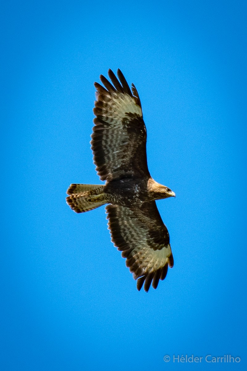 Common Buzzard - ML611128070