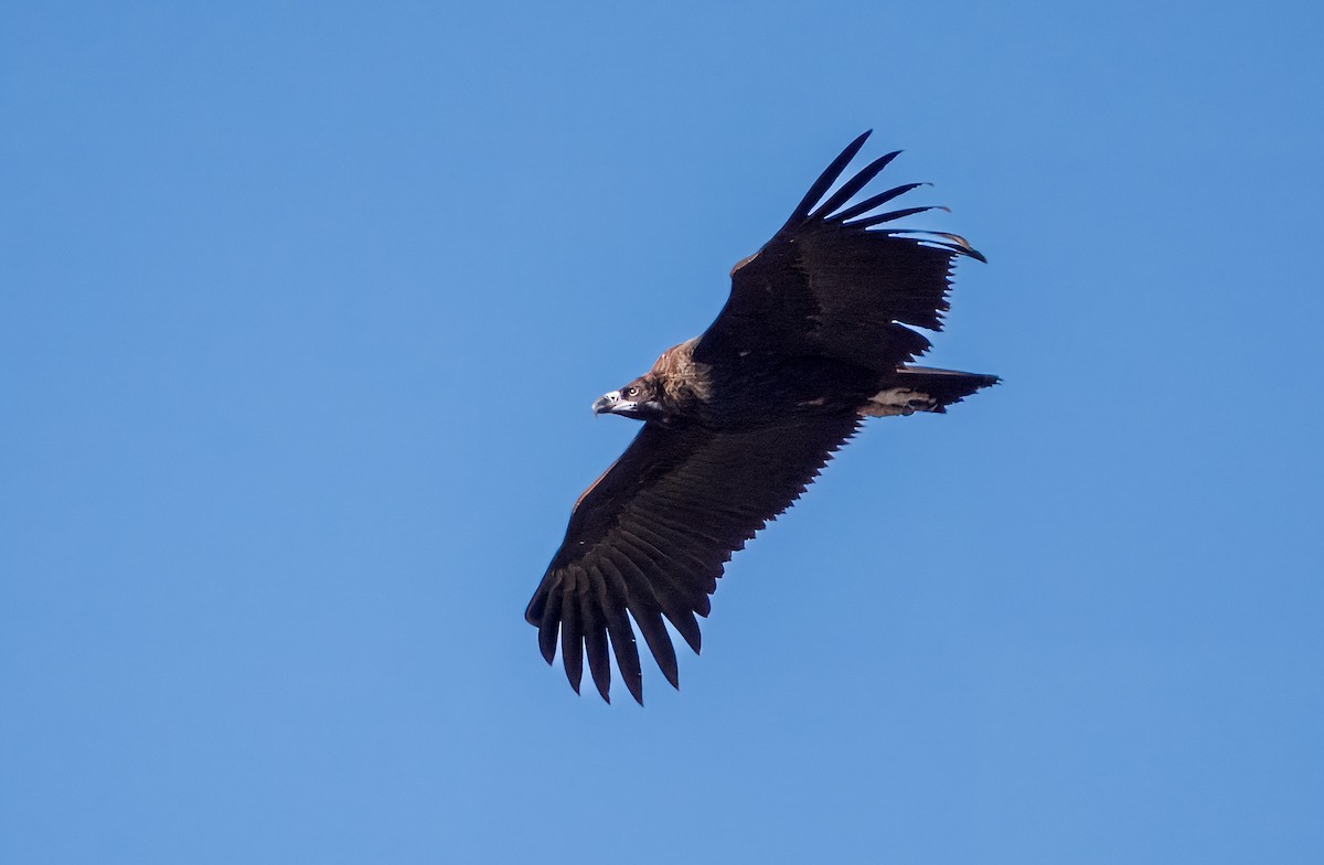 Cinereous Vulture - ML611128159