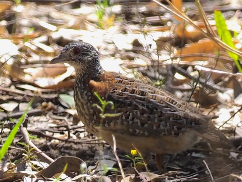 Painted Buttonquail - ML611128221