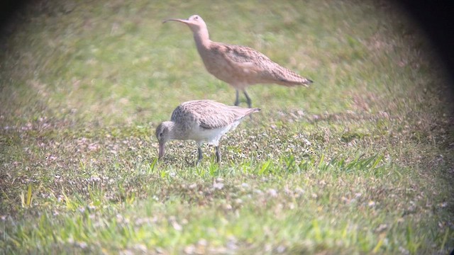 Bar-tailed Godwit - ML611128250