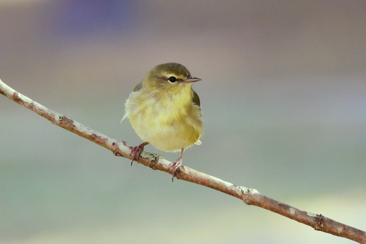 Tennessee Warbler - ML611128258