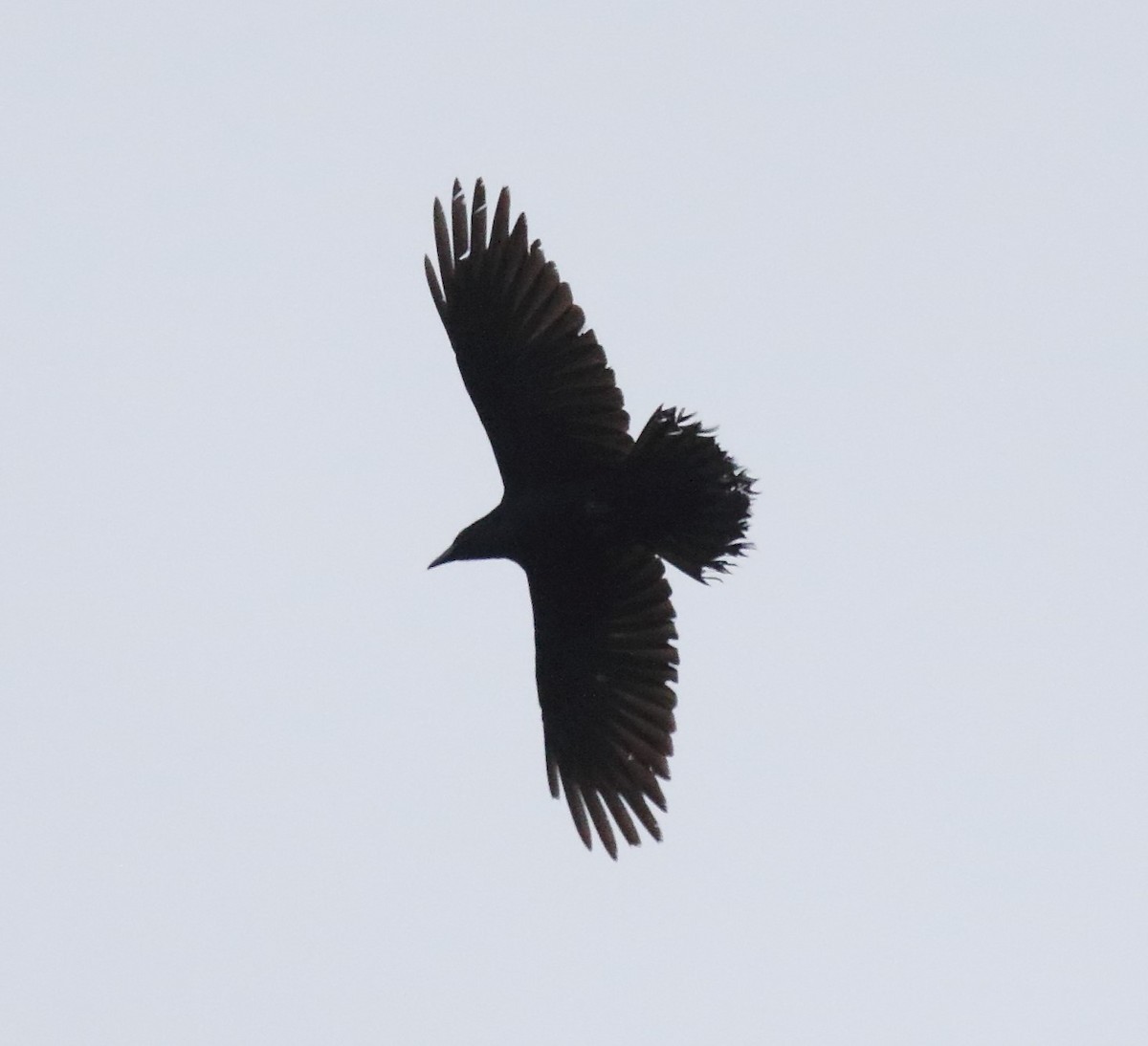 Common Raven - ML611128279