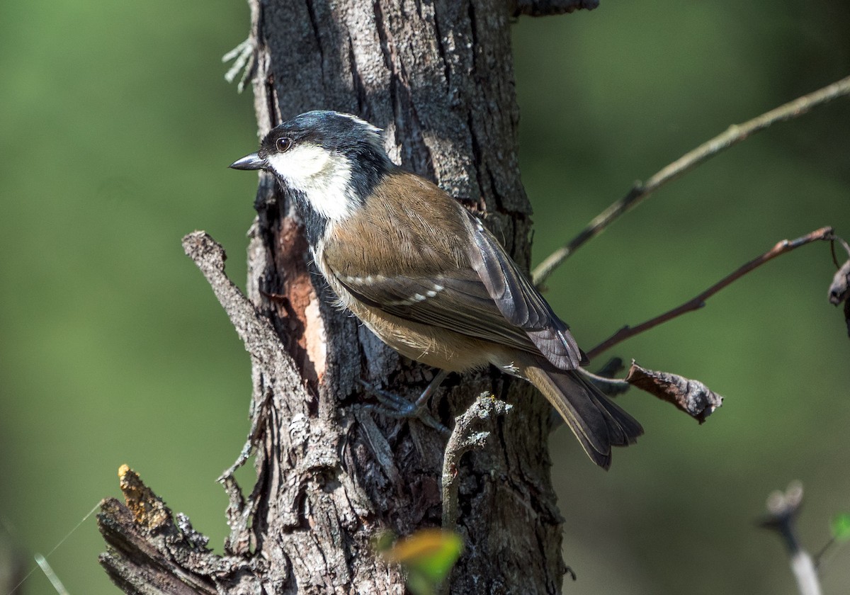 Coal Tit (Caucasus) - ML611128398