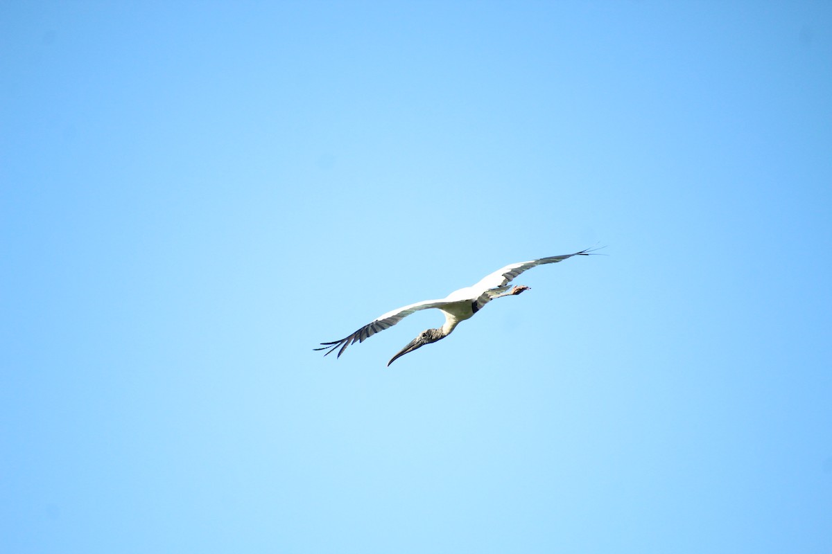 Wood Stork - ML611128421