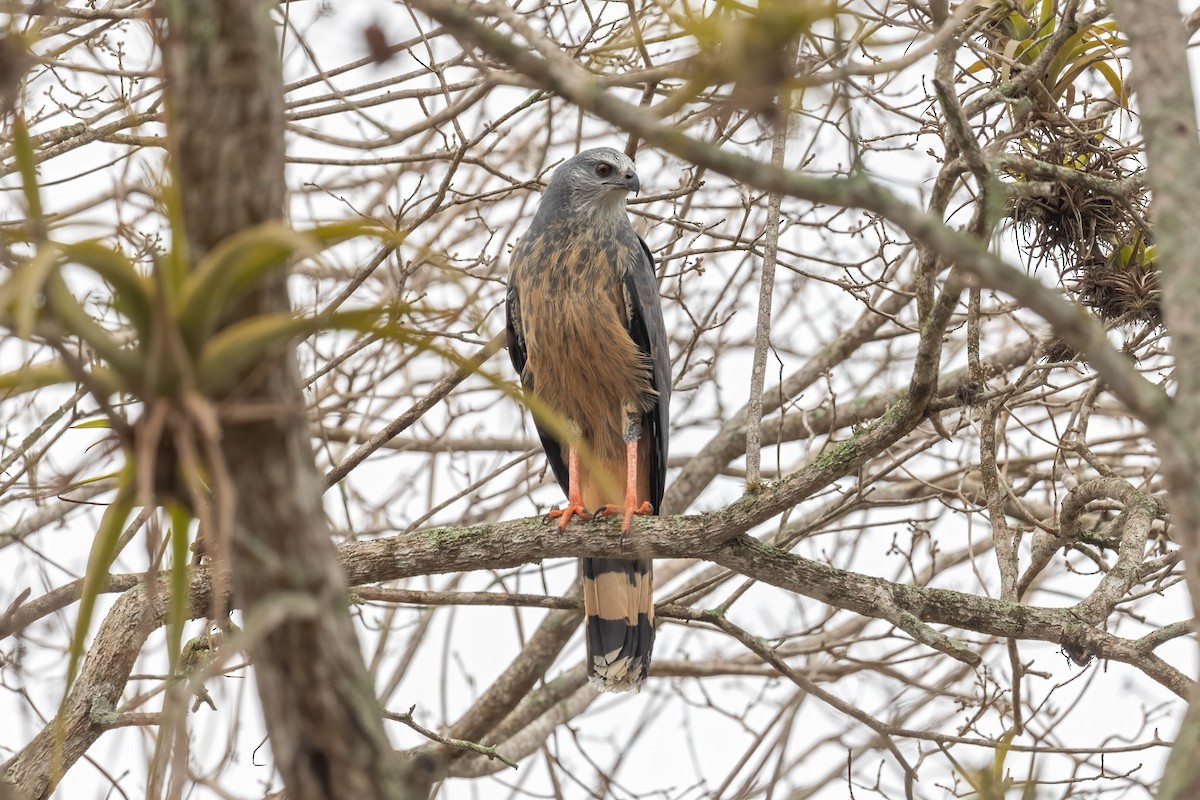 Crane Hawk - Pancho Enriquez