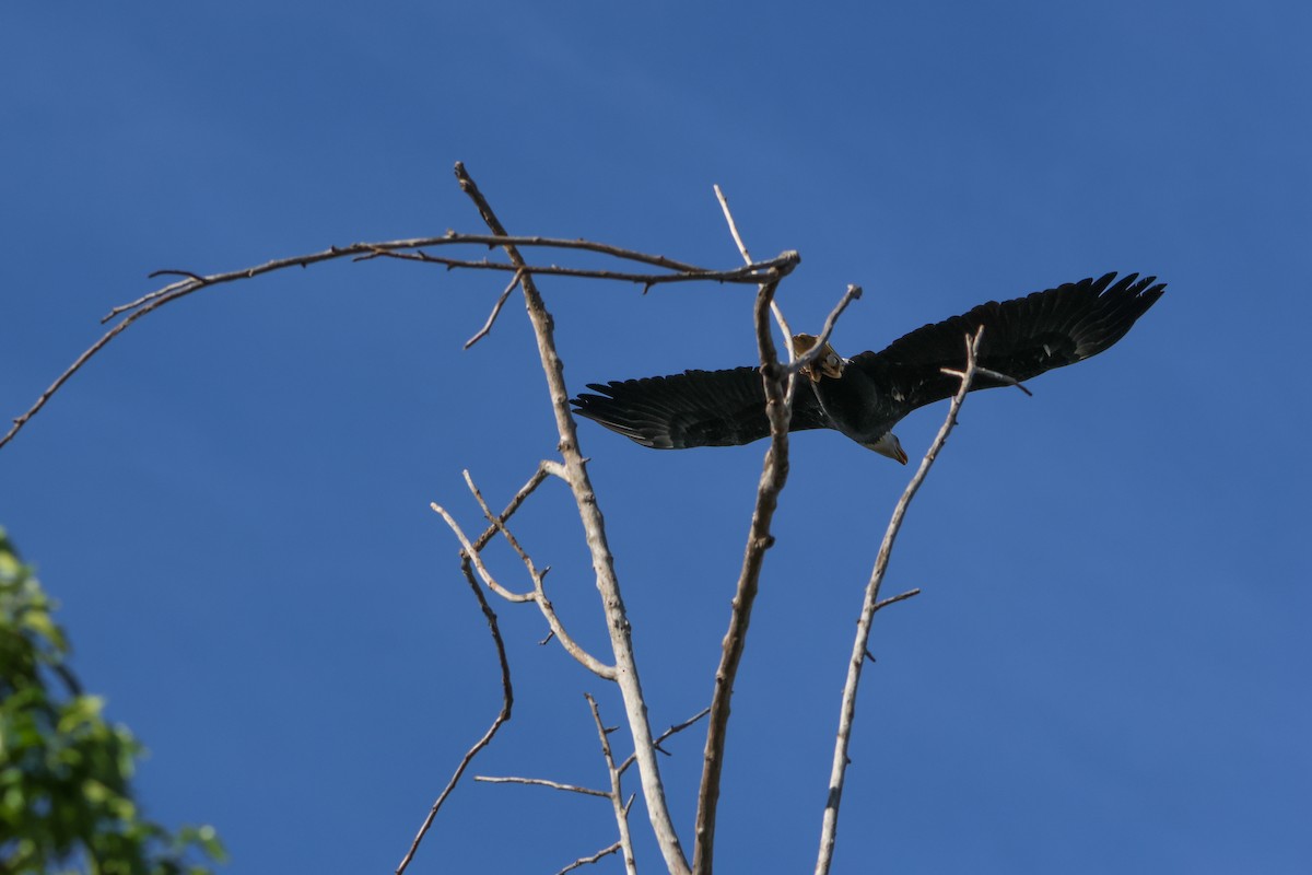 Bald Eagle - ML611128489