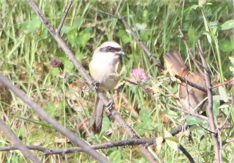 Long-tailed Shrike - ML611128515