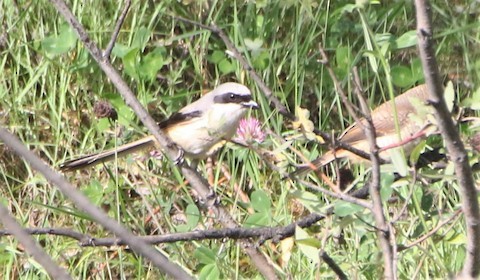 Long-tailed Shrike - ML611128516