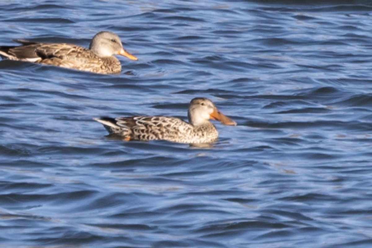 Northern Shoveler - ML611128521