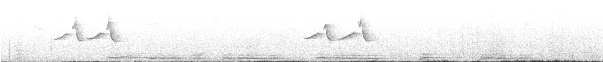 Pinu-kaskabeltza [phaenotus Taldekoa] - ML611128522