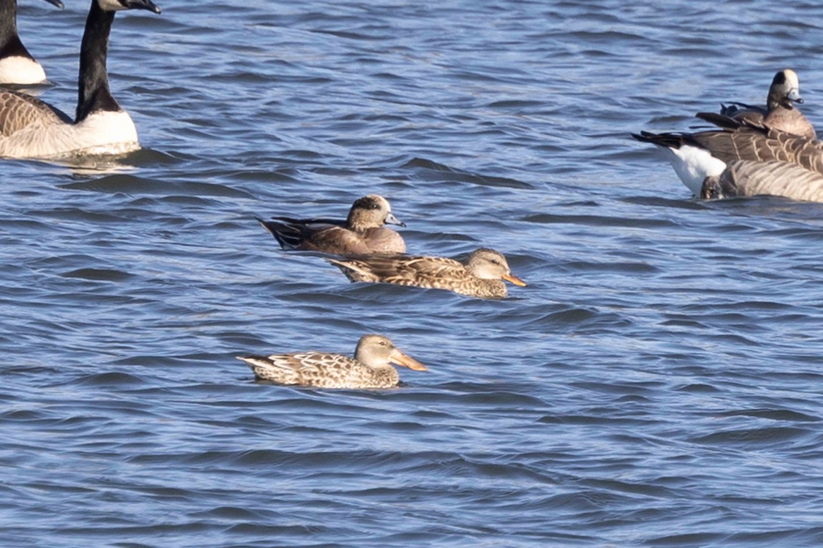 American Wigeon - ML611128524