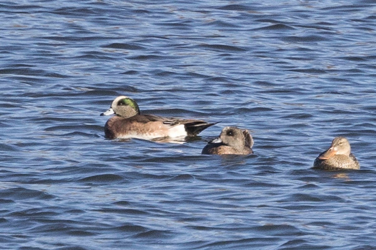 American Wigeon - ML611128530