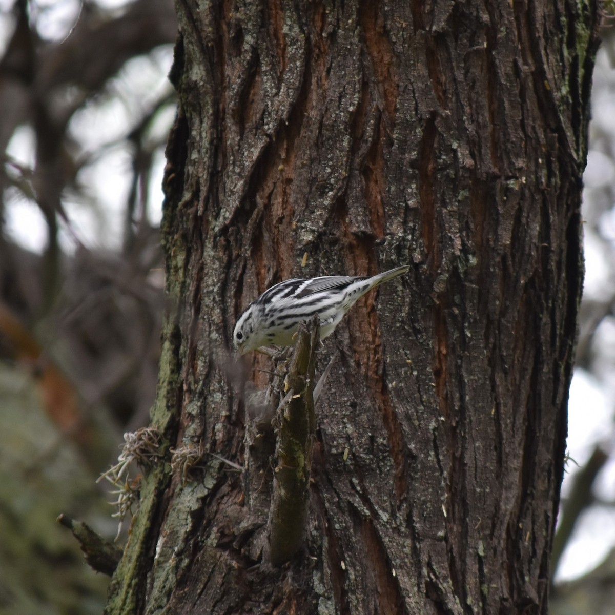 Black-and-white Warbler - ML611128545